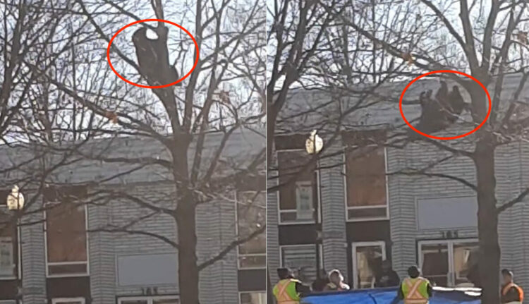 高い木にのぼったら下りられなくなったのは子猫ではなく、なんとクマ！？落下したら危ないとビニールシートを広げて待機している人の姿もあります