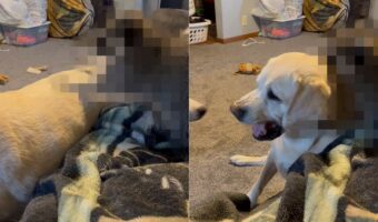 全力ではしゃいでいて取っ組み合いをしているかのような犬たち。この子達をなだめようとする仕草を見せる子の姿にビックリ!!【アメリカ・動画】