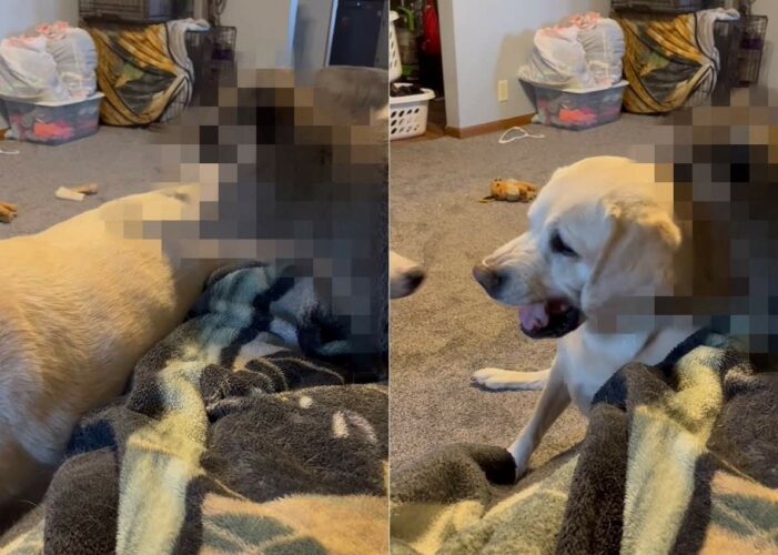 全力ではしゃいでいて取っ組み合いをしているかのような犬たち。この子達をなだめようとする仕草を見せる子の姿にビックリ！！【アメリカ・動画】