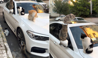 これだと車を発進させるまでしばらくかかりそうです・・。車体の上には猫がたくさん!しかもよく見ればタイヤで爪とぎをしている子の姿まで・・