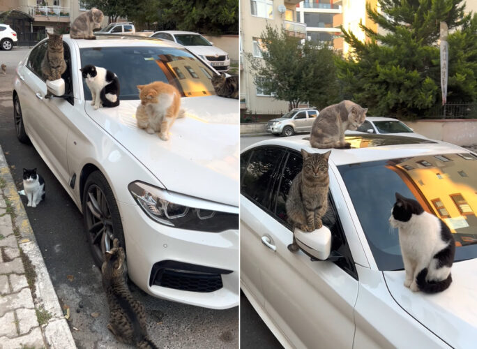 これだと車を発進させるまでしばらくかかりそうです・・。車体の上には猫がたくさん！しかもよく見ればタイヤで爪とぎをしている子の姿まで・・