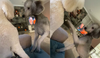 兄弟に訝しげな様子を向ける愛犬。どうやらグルーミングに行って雰囲気が変わったため、誰だかわからないみたいです