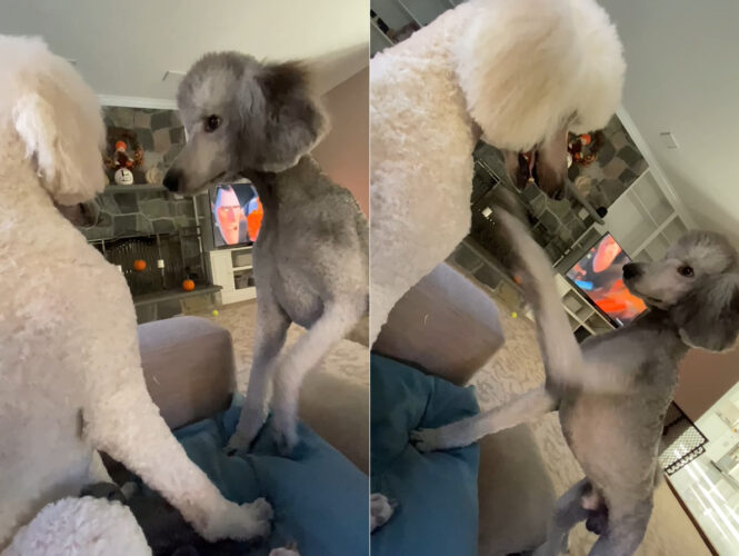 兄弟に訝しげな様子を向ける愛犬。どうやらグルーミングに行って雰囲気が変わったため、誰だかわからないみたいです