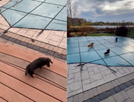 プールで遊びたいダックスフンドたち。だけどプールにはカバーがかけられているので残念・・と思いきや、むしろこれがよかった？！【海外・動画】