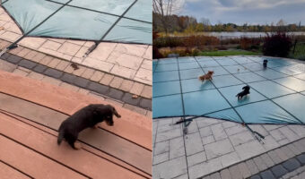 プールで遊びたいダックスフンドたち。だけどプールにはカバーがかけられているので残念・・と思いきや、むしろこれがよかった?!【海外・動画】