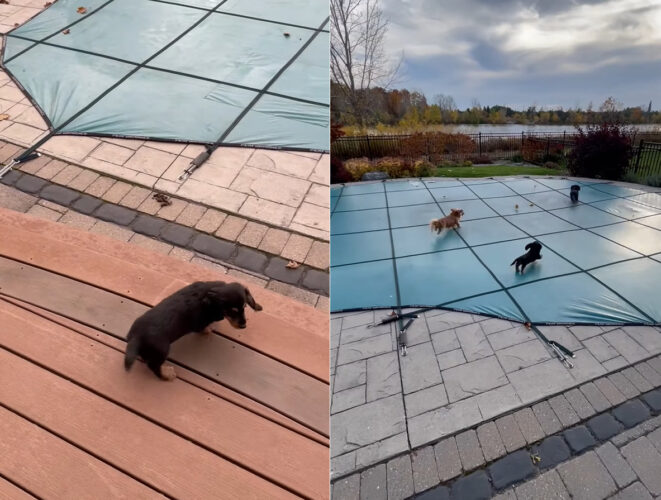 プールで遊びたいダックスフンドたち。だけどプールにはカバーがかけられているので残念・・と思いきや、むしろこれがよかった？！【海外・動画】