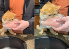 食いしん坊な子猫。今日のターゲットは・・料理前の鶏肉！パックごと「かぷっ」とかぶりついています【海外・動画】