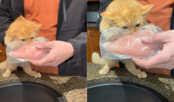 食いしん坊な子猫。今日のターゲットは・・料理前の鶏肉！パックごと「かぷっ」とかぶりついています【海外・動画】