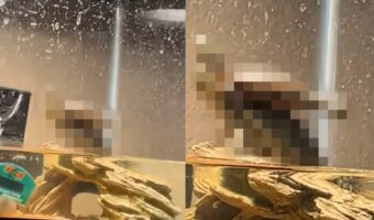 カメたちはヨガの最中?!甲羅干しをしているカメたちの体勢にビックリ!!【アメリカ・動画】