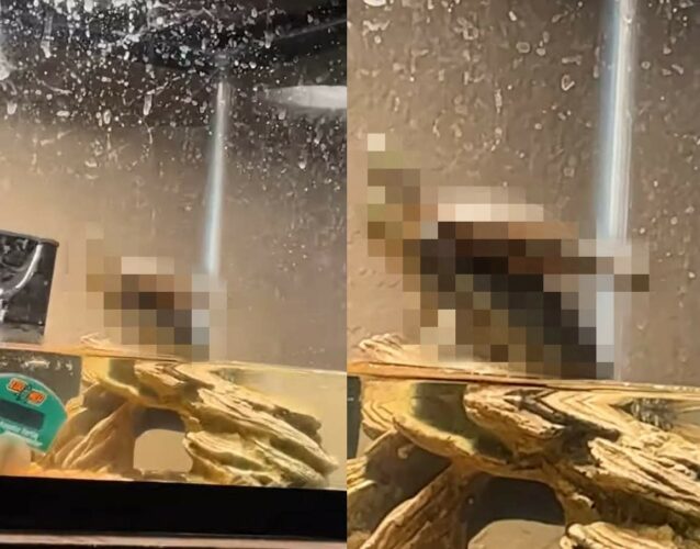 カメたちはヨガの最中？！甲羅干しをしているカメたちの体勢にビックリ！！【アメリカ・動画】