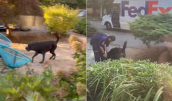 愛犬の親友は配達員さん!お届け物がなくても毎日遊ぶために寄ってくれるのです!!【アメリカ・動画】