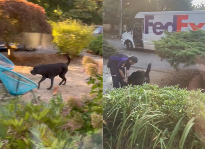 愛犬の親友は配達員さん！お届け物がなくても毎日遊ぶために寄ってくれるのです！！【アメリカ・動画】