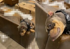 イタズラを堪能して満足そうに寝転がる愛犬。トンデもないイタズラをしていたので叱られているのですが・・気にしている素振りも見せません