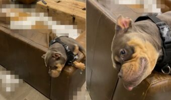 イタズラを堪能して満足そうに寝転がる愛犬。トンデもないイタズラをしていたので叱られているのですが・・気にしている素振りも見せません