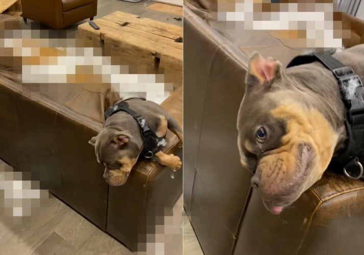 イタズラを堪能して満足そうに寝転がる愛犬。トンデもないイタズラをしていたので叱られているのですが・・気にしている素振りも見せません