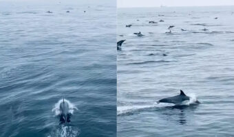 船を先導するように泳ぐイルカたち。するとその行く手には・・子育て中のイルカの群れが！！【アメリカ・動画】