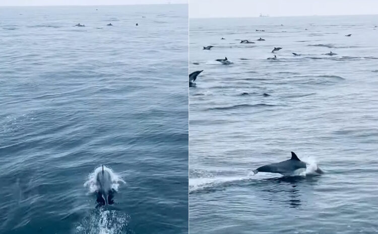 船を先導するように泳ぐイルカたち。するとその行く手には・・子育て中のイルカの群れが！！【アメリカ・動画】