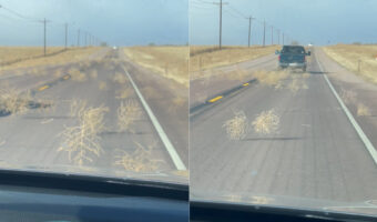 強い風に煽られるように道路に姿を見せる枯れ草。西部劇で見たような光景ですが、タンブルウィードと呼ばれる「ある特性」のある植物なんです!!