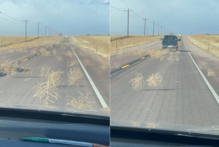 強い風に煽られるように道路に姿を見せる枯れ草。西部劇で見たような光景ですが、タンブルウィードと呼ばれる「ある特性」のある植物なんです！！