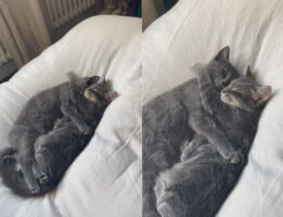 なんて尊い寝姿なの！！愛猫たちがなんとお互いをギュッとハグしながらお昼寝していました【海外・動画】