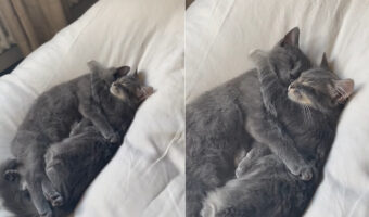 なんて尊い寝姿なの!!愛猫たちがなんとお互いをギュッとハグしながらお昼寝していました【海外・動画】