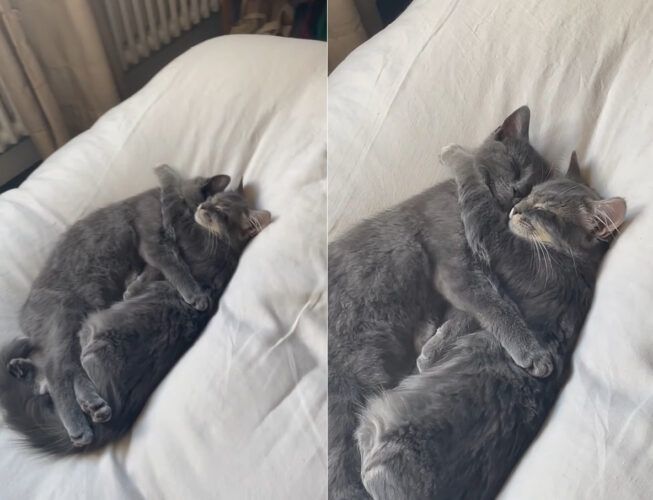 なんて尊い寝姿なの！！愛猫たちがなんとお互いをギュッとハグしながらお昼寝していました【海外・動画】