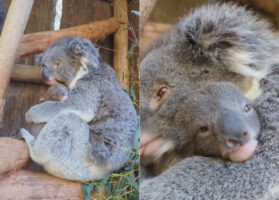 コアラの赤ちゃんの安心しきった顔にほっこり。ママに抱っこされて過ごしている姿に癒やされる【海外・動画】