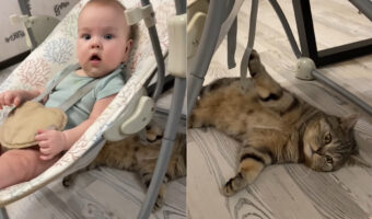 ゆらゆらと揺れる赤ちゃんの乗るゆりかご。赤ちゃんもゴキゲンになっていますが・・、揺らしていたのはなんとゴロンと寝転がっている猫です!!