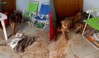 ドアを開けたらビックリ！なんと床が一面泥まみれ！！どうやら、ジャーマンシェパードたちが外から戻ってきて、そのまま走り回ったみたいです