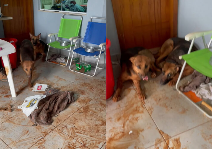 ドアを開けたらビックリ！なんと床が一面泥まみれ！！どうやら、ジャーマンシェパードたちが外から戻ってきて、そのまま走り回ったみたいです