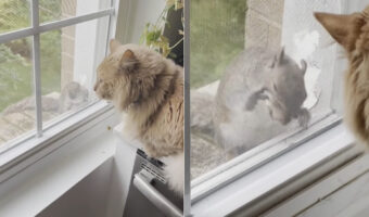 家の中から猫が見守る中、外で何かをガシガシとかじるリス。・・て、それはごはんじゃなくて網戸ですよ！！【アメリカ・動画】