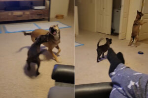 愛犬たちがじゃれあっていたら、1頭が急に後ろ足でピョンピョン跳ね始めました！！これには一緒にいた子も戸惑い気味？