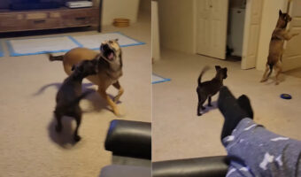 愛犬たちがじゃれあっていたら、1頭が急に後ろ足でピョンピョン跳ね始めました!!これには一緒にいた子も戸惑い気味?