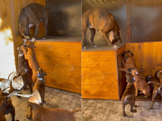 ボクサー犬の子犬たちはママと一緒にいたいので大興奮！高いところにいるママのもとに向かおうとみんな必死です！！【海外・動画】