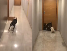 いつか玄関が壊れちゃいそう・・。ブルテリアが玄関ドアに体当りしていますが、これはよくあることなんだとか【海外・動画】