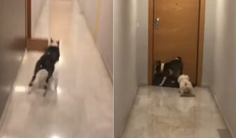 いつか玄関が壊れちゃいそう・・。ブルテリアが玄関ドアに体当りしていますが、これはよくあることなんだとか【海外・動画】