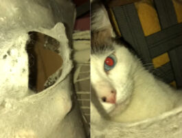 椅子に穴を開け、中に潜り込んだ愛猫。その姿を確認しようとしたら・・、「覗かニャいで！」とお叱りの猫パンチが炸裂！！【海外・動画】