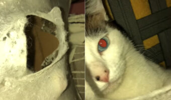 椅子に穴を開け、中に潜り込んだ愛猫。その姿を確認しようとしたら・・、「覗かニャいで!」とお叱りの猫パンチが炸裂!!【海外・動画】