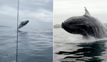 船釣りを楽しんでいたら、そのすぐ後ろでなんとクジラがジャンプ！船のそばには他のクジラも接近していました！！【海外・動画】