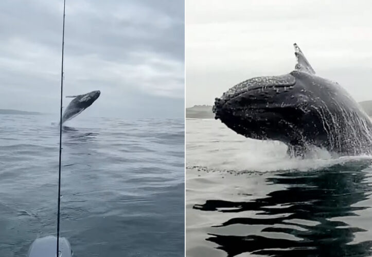 船釣りを楽しんでいたら、そのすぐ後ろでなんとクジラがジャンプ！船のそばには他のクジラも接近していました！！【海外・動画】