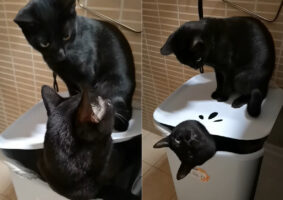 黒猫はきょうだいにイタズラ中？腰掛けているバスケットから出たがっている子がいますが、黒猫はその場を動こうとしません！！