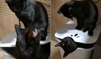 黒猫はきょうだいにイタズラ中？腰掛けているバスケットから出たがっている子がいますが、黒猫はその場を動こうとしません！！