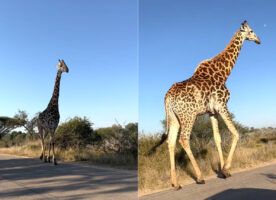 キリンが道路の向こうから歩いてきた！？サファリドライブ中のまさかの出会いにビックリ！！【海外・動画】