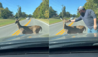 道路の真ん中にシカが！降車したドライバーさんにヨシヨシしてもらって嬉しそうにしていますが、もしかしてこれを狙ってた？【海外・動画】