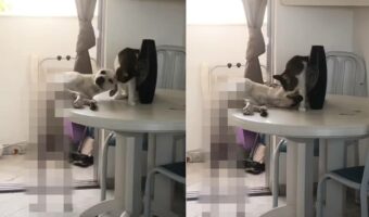 テーブルの真ん中に座り、同居犬のことをグルーミングする猫。だけど、犬はキツそうな体勢になっていますよ??【海外・動画】