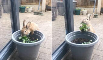 ウサギは植木鉢でいい感じのごはんを発見！！しかもつついていたら、根っこごとゲットできたので大喜び！！【海外・動画】