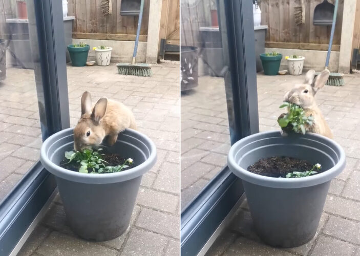 ウサギは植木鉢でいい感じのごはんを発見！！しかもつついていたら、根っこごとゲットできたので大喜び！！【海外・動画】