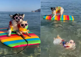 上手にボードに乗っているチワワたち。とてもゴキゲンそうな姿を見せてくれますが、泳ぐのだって得意みたいです