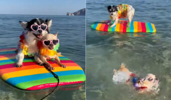 上手にボードに乗っているチワワたち。とてもゴキゲンそうな姿を見せてくれますが、泳ぐのだって得意みたいです