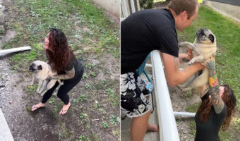 3頭もいると大変そう!パグを芝生からベランダに抱きかかえて移動させると・・、ちょっとした一仕事だったみたいです